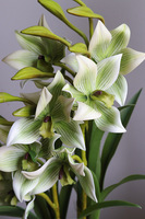 Harlow Eclipse, gumowy storczyk w donicy