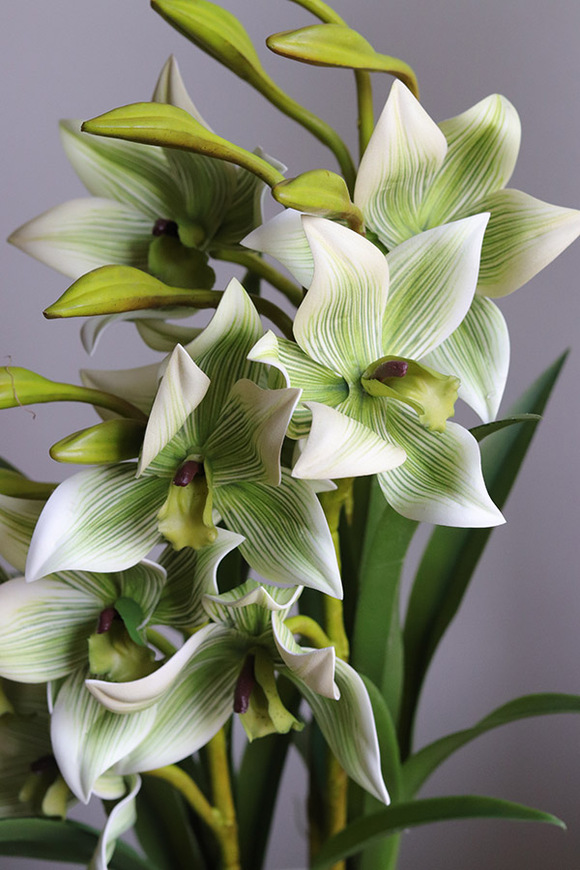 Harlow Eclipse, gumowy storczyk w donicy