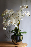  sztuczny storczyk Cinderella Mirror w srebrnej donicy, wys.63cm