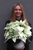 Gwiazda Betlejemska Honey, wysokiej jakości sztuczna roślina