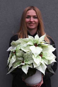 OD RĘKI Gwiazda Betlejemska Honey, wysokiej jakości sztuczna roślina, wys.38cm