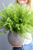 Tunilano, paproć w ozdobnej donicy etno, wym. 40x50cm 