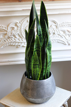 Sansewieria Sinra, roślina sztuczna w srebrnej donicy, wys.65cm