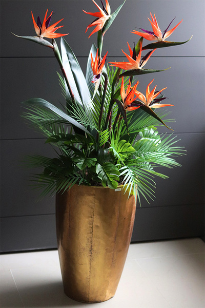 egzotyczna kompozycja, Strelicja Złota Bajka