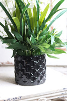 Blackera, sztuczny storczyk tajski, wys.66cm