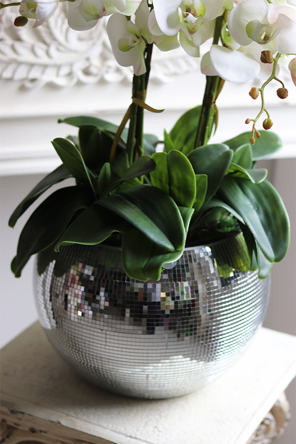 gumowy storczyk Explosion, Silver Ball Minty