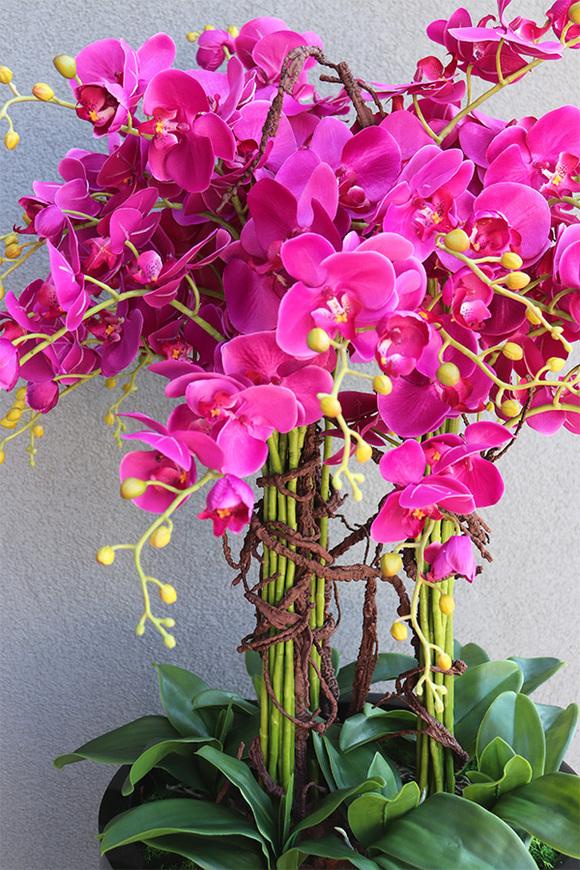 Grande Fiberglass Black Fuksja, efektowny storczyk w czarnej donicy, wys.139cm