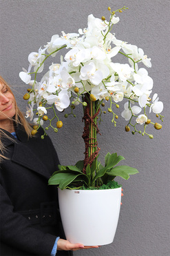duży storczyk Mediolan Round 5 w białej donicy, wys.77cm 
