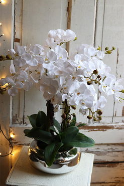 Silver Pompadour storczyk biały w lustrzanym naczyniu, wys.63cm 