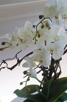 laos White Delani, sztuczny storczyk w białej donicy