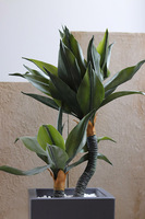 Agawa Fiberglass, roślina w metalowej donicy