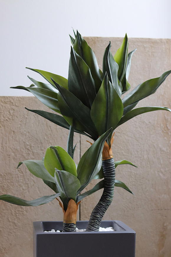 Agawa Fiberglass, roślina w metalowej donicy