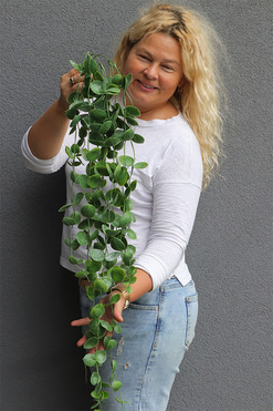  Elona Ruberia, zielona roślina pnąca na piku, dł.97cm