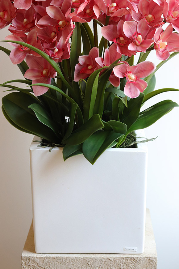 Cymbydium Pink Fiberglass, gumowy storczyk w donicy