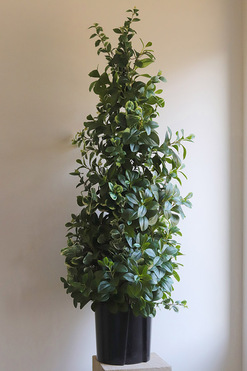 New Green Saute, drzewko sztuczne kolumnowe we wkładzie, wys.160cm