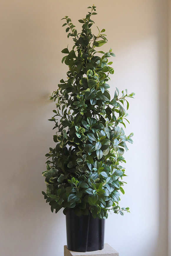 New Green Saute, drzewko sztuczne kolumnowe we wkładzie