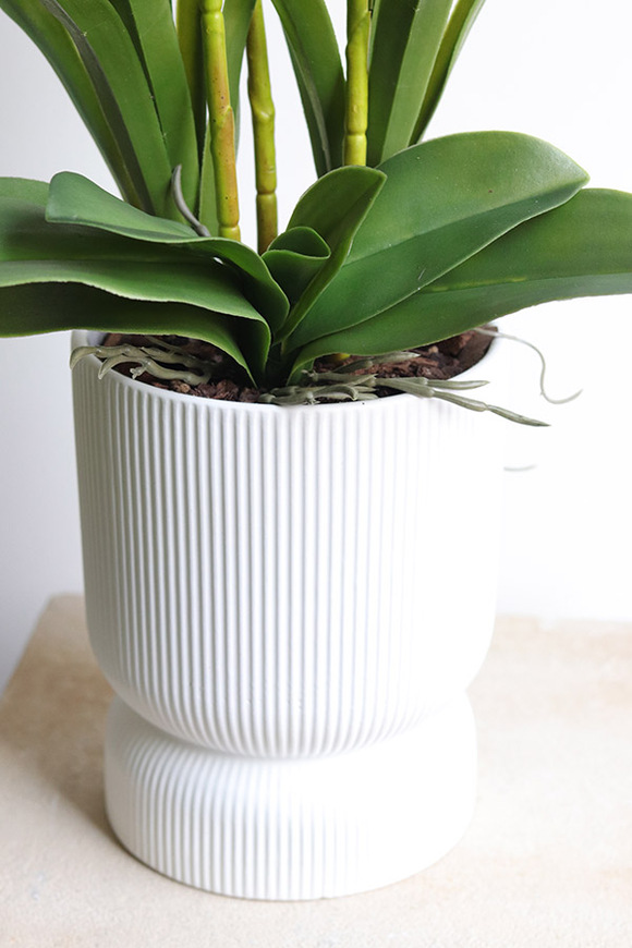 Harlow Eclipse, gumowy storczyk w donicy