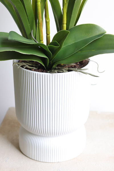 Harlow Eclipse, gumowy storczyk w donicy