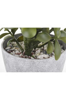 Grubosz, sztuczne drzewko szczęścia w osłonce / donicy, wym.41x20x20cm