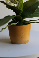 Mini Colors Concrete, sztuczny storczyk w żółtej donicy