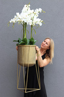Goldisso Astretta, elegancki storczyk w donicy na trójnogu, wys.135cm   