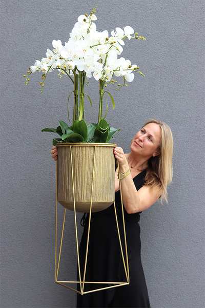 Goldisso Astretta, elegancki storczyk w donicy na trójnogu, wys.135cm   