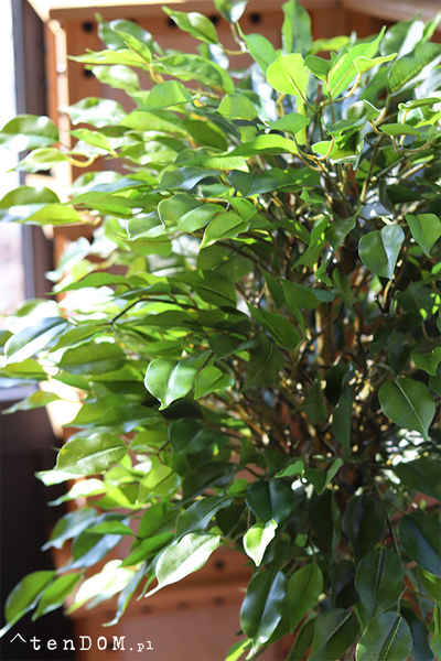 Fikus Benjamin I, sztuczna roślina w doniczce