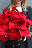 Gwiazda Betlejemska Classy, wysokiej jakości sztuczna roślina