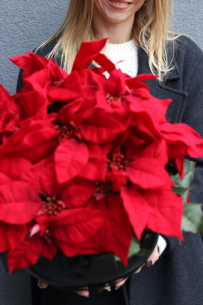 Gwiazda Betlejemska Classy, wysokiej jakości sztuczna roślina