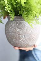 Tunilano, paproć w ozdobnej donicy etno, wym. 40x50cm 