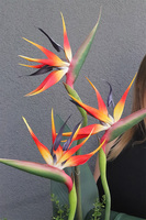 Strelicja Kolinda, kompozycja ze strelicją w donicy