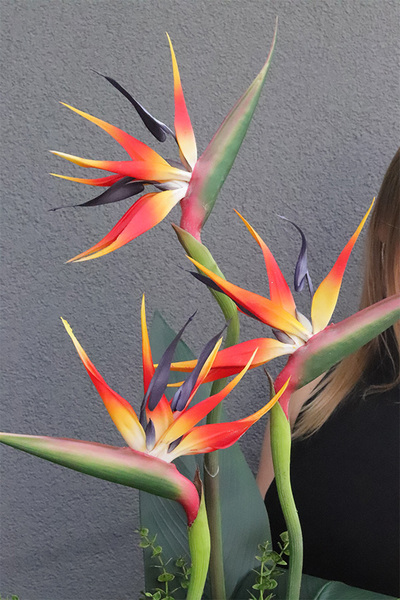 Strelicja Kolinda, kompozycja ze strelicją w donicy