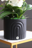 Black Moment, nowoczesny storczyk w czarnej osłonce