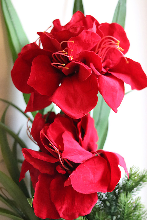 Amarylis Black Modern, świąteczna kompozycja z czerwonymi kwiatami