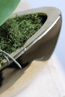  Laos Blueterre Gold, granatowy sztuczny storczyk w donicy