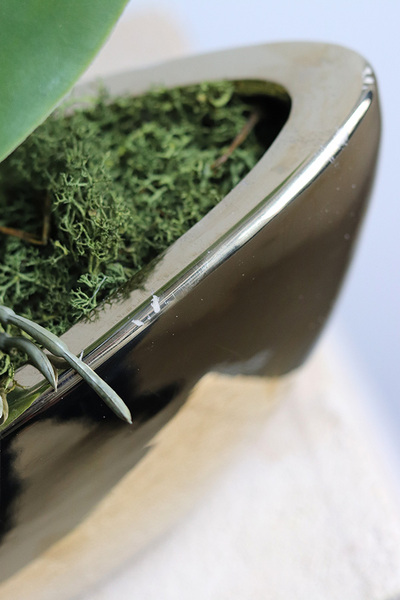  Laos Blueterre Gold, granatowy sztuczny storczyk w donicy