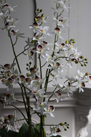 Tajlandia Simple, sztuczny storczyk tajski