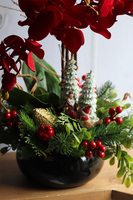 Gracja Winter Red, czerwony storczyk zimowy