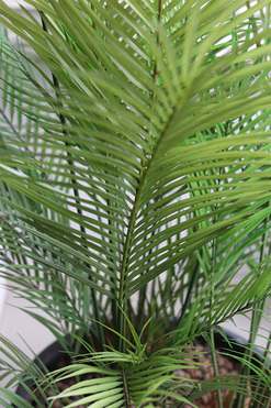 Haiti Concrete, sztuczna palma w betonowej donicy, wys.134cm