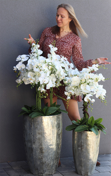 bardzo elegancki storczyk Srebrna Bajka