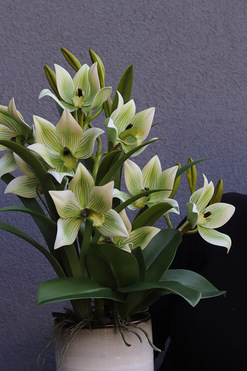 Harlow Green, gumowy storczyk w donicy, wys.52cm