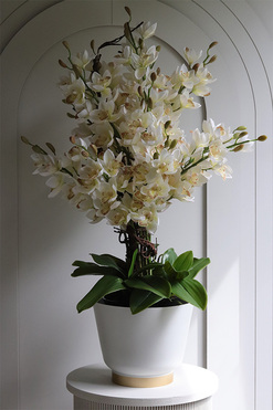 Hellada, storczyk cymbydium w doniczce, wys.87cm 