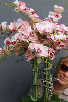 Ballerina Mediolan, podłogowy gumowy storczyk w białej donicy