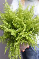 Tunilano, paproć w ozdobnej donicy etno, wym. 40x50cm 