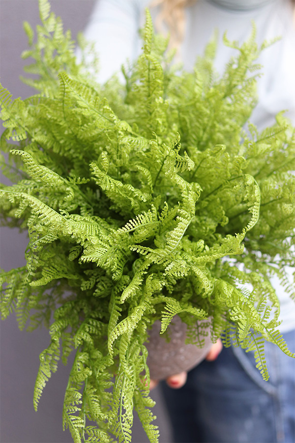 Tunilano, paproć w ozdobnej donicy etno, wym. 40x50cm 