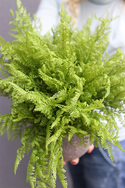 Tunilano, paproć w ozdobnej donicy etno, wym. 40x50cm 