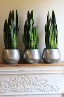 Sansewieria Sinra, roślina sztuczna w srebrnej donicy