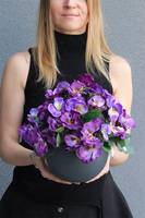 Bratki Violet, fioletowe bratki w naczyniu