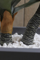 Agawa Fiberglass, roślina w metalowej donicy