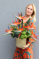 Strelicja Godenia King, kompozycja ze strelicją w złotej donicy, wys.64cm